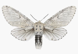 Cerura erminea candida