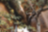 Copy of Copy of DSC09267-TreeHouse-Garden-Jungle.jpg