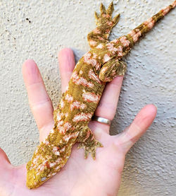 Fire n Ice Male Breeder