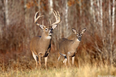 white-tailed-deer.jpg