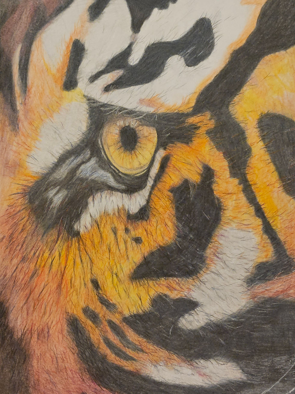 Tigers Eye