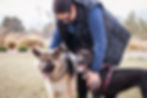 Dog walker in Christchurch, New Zealand