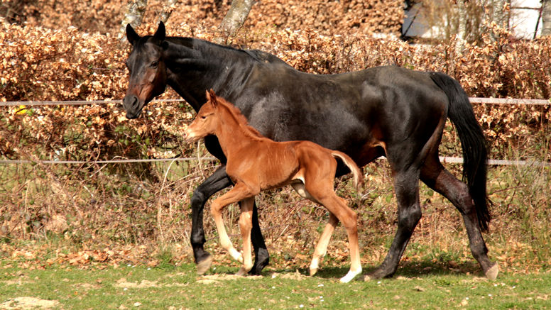 Eine Schwester für Madelios