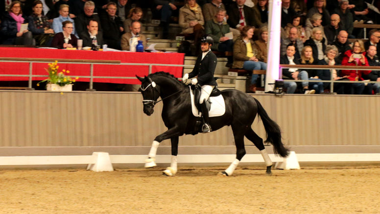 Madelios bei der Hengstschau