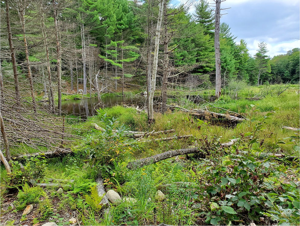 Wetland2.jpg