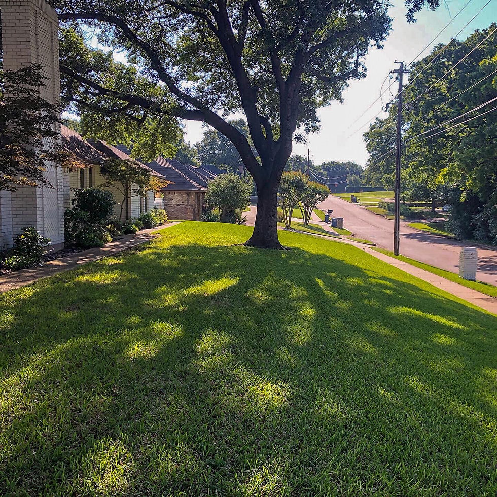 Thumbnail: LAWN REJUVINATION