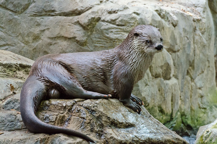 OTTER 2.jpeg
