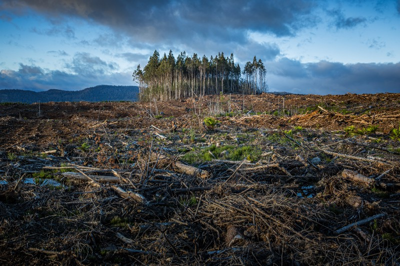 Image of deforestation and environmental degradation