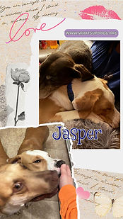jasperadopt.jpg