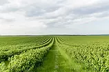 uprawa Łagów.webp