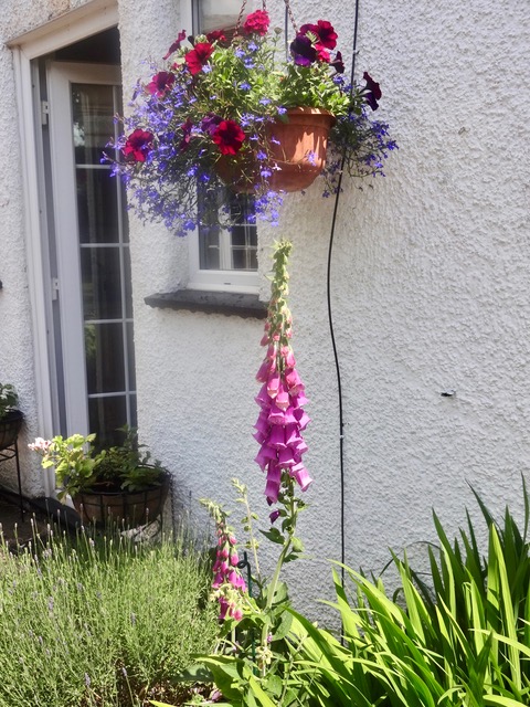 Linden's hanging basket
