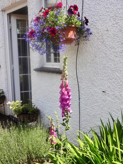 Linden's hanging basket
