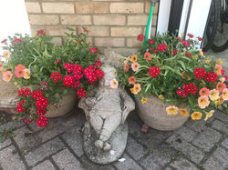 Ruth Crowther lazy gardener