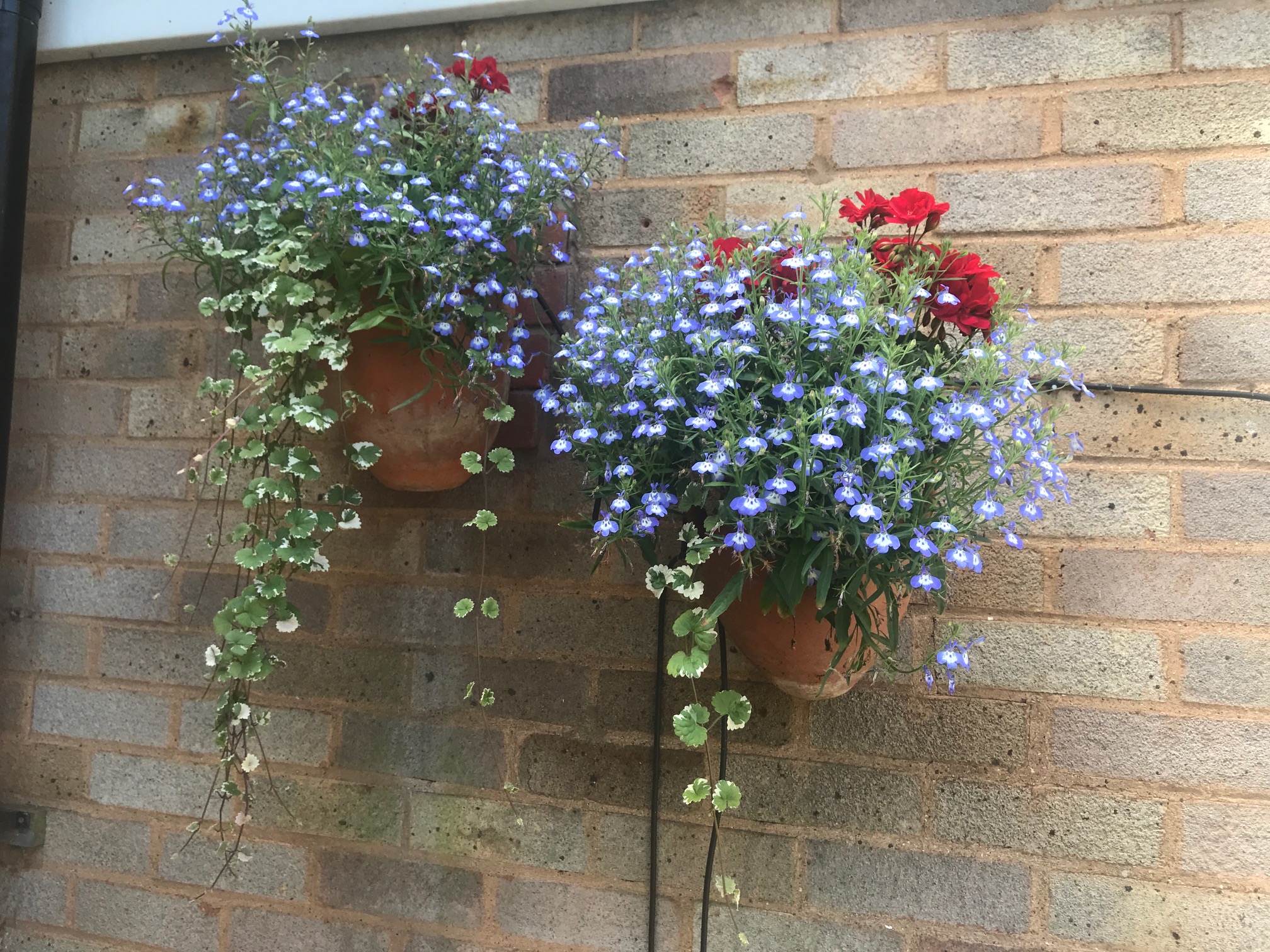 Ruth Crowther's wall planter