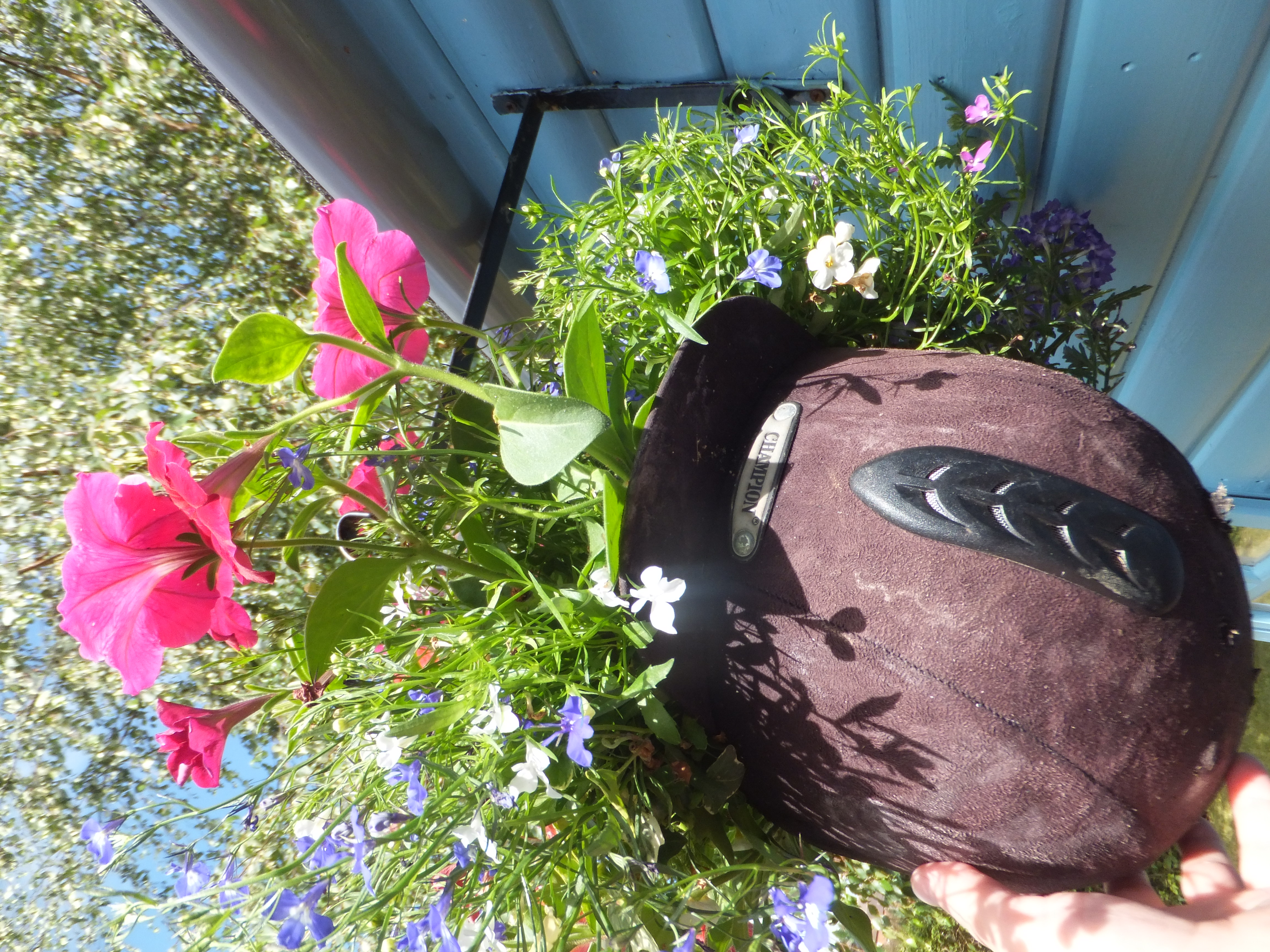 Sue Field's riding hat