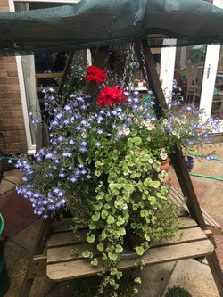 Ruth's hanging basket
