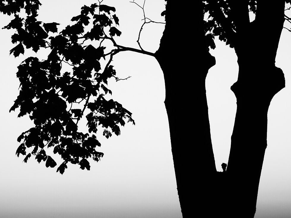 zk_bwwood_45