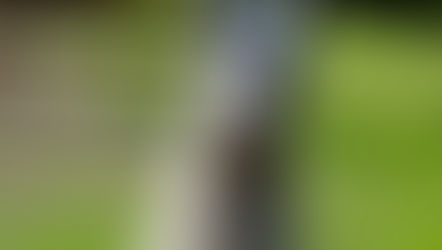 Clients’ Truth真實系列－青青農場裡的綿羊