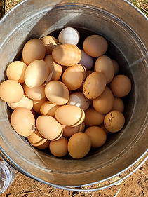 Pasture raised eggs