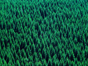 日本人の約4割を悩ませる花粉症　スギの木を伐採できない理由とは？