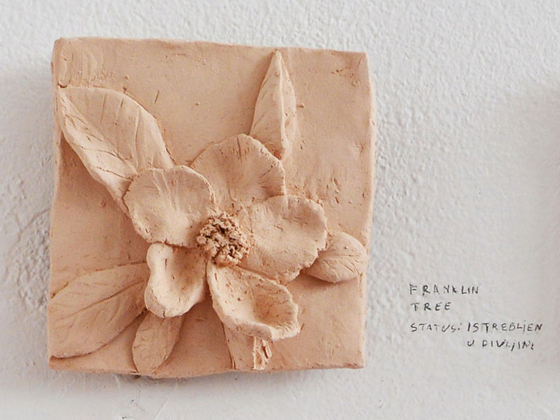 Terracotta relief of a Franklin tree flower.