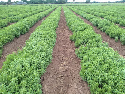 Stevia Mexico
