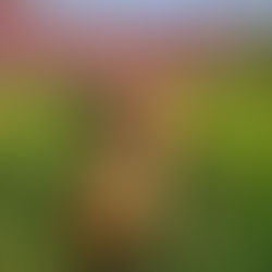 Oakley is looking for a home