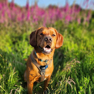 Oakley is looking for a home