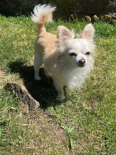 Leo is looking for a home
