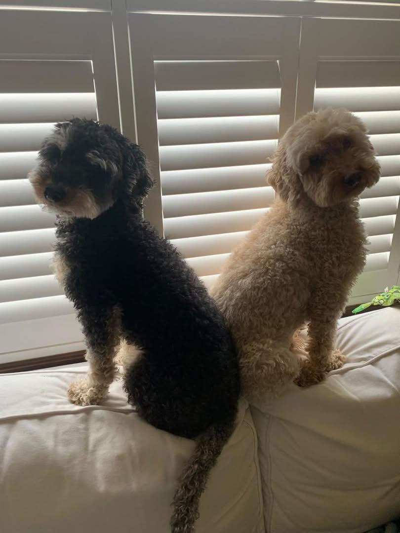 Pepe & Coco need a foster home / forever home