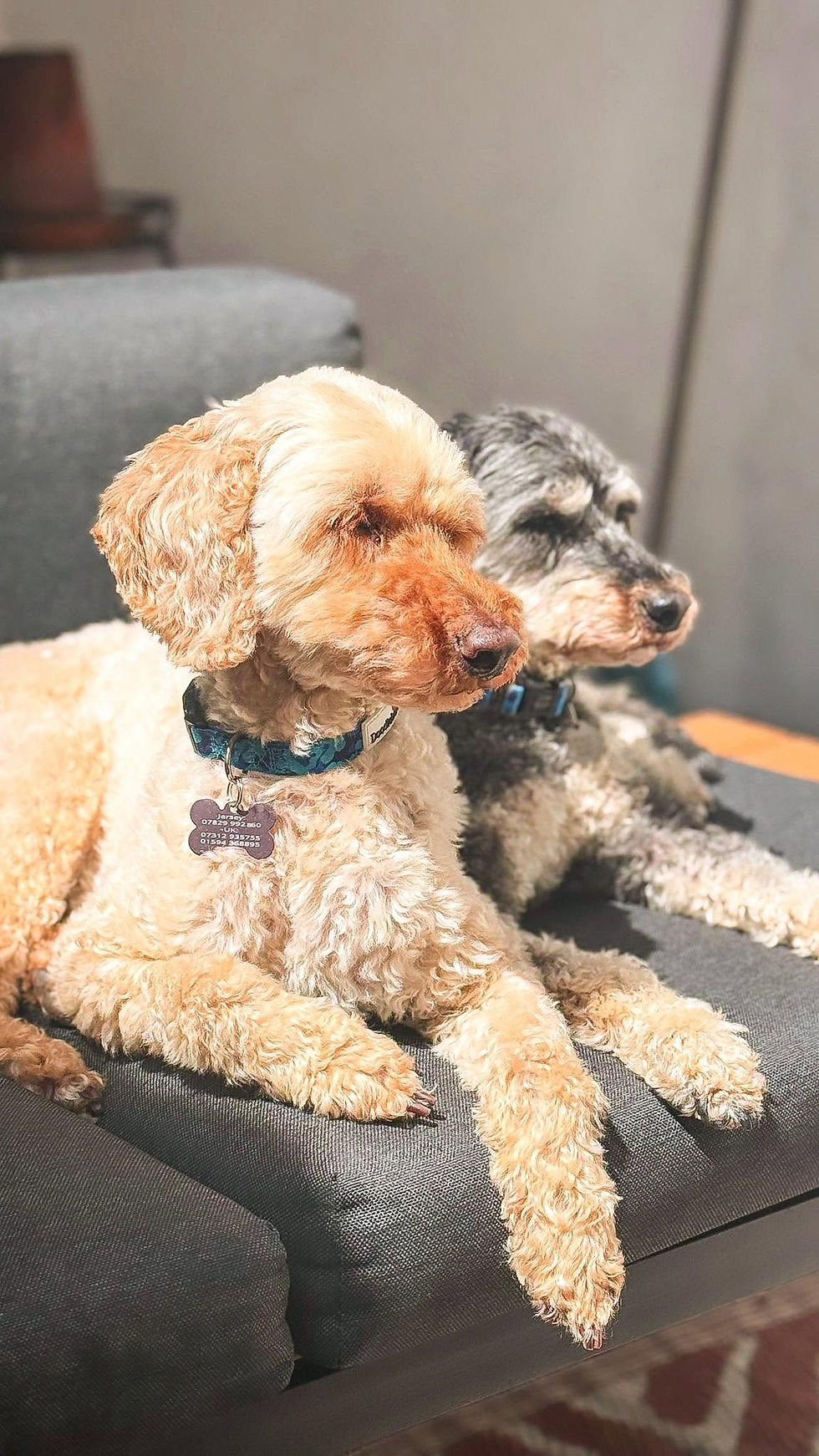 Pepe & Coco need a forever home