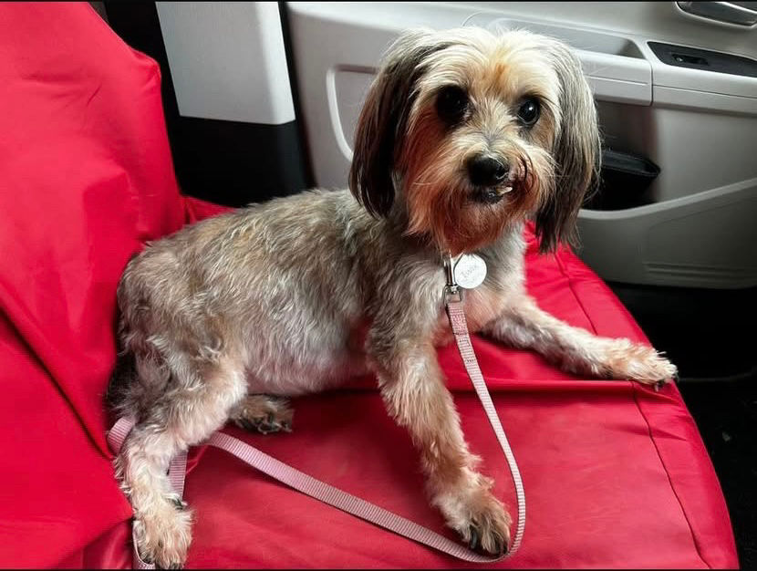 URGENT EMERGENCY FOSTER NEEDED - until 24th May