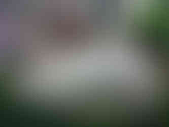 Brick-edged Bluestone.jpg