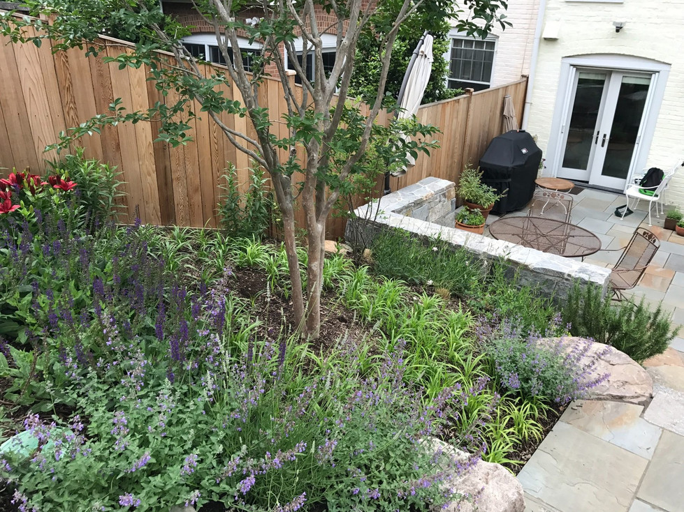 cathedral-ave-steps-woodley-park-nw-dc-sloped-backyard-planting-overview-large.jpg