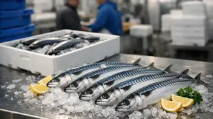 Premium Mackerel Wholesale Supplier for Retail