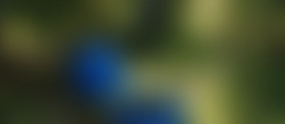 Entre los verdes plantíos de aguacate