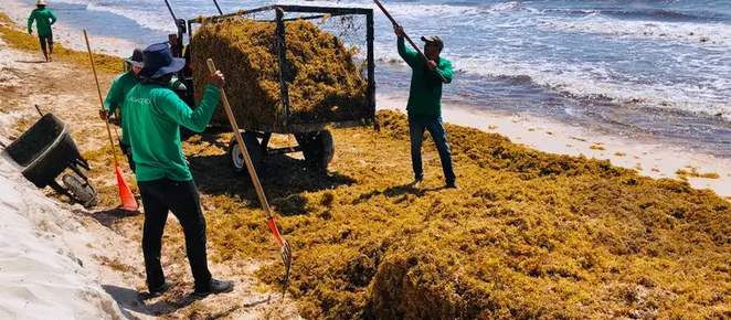 Luchando contra el sargazo: Montego Bay y Cancún protegen playas y turismo