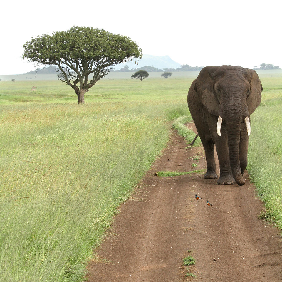 Elephant in Tanzania Safari with Two Little Birds | Fine Art Photography Prints by Bali Moore ~ Bali Moore Art Photographer ~ Art Photographs ~ Street Photography ~ באלי מור צלמת אמנות ~ צילום אמנותי ~ Photographic Artwork ~ Wall Art Photo Prints ~ Best Selling Photos ~ Best Seller Photo Print 