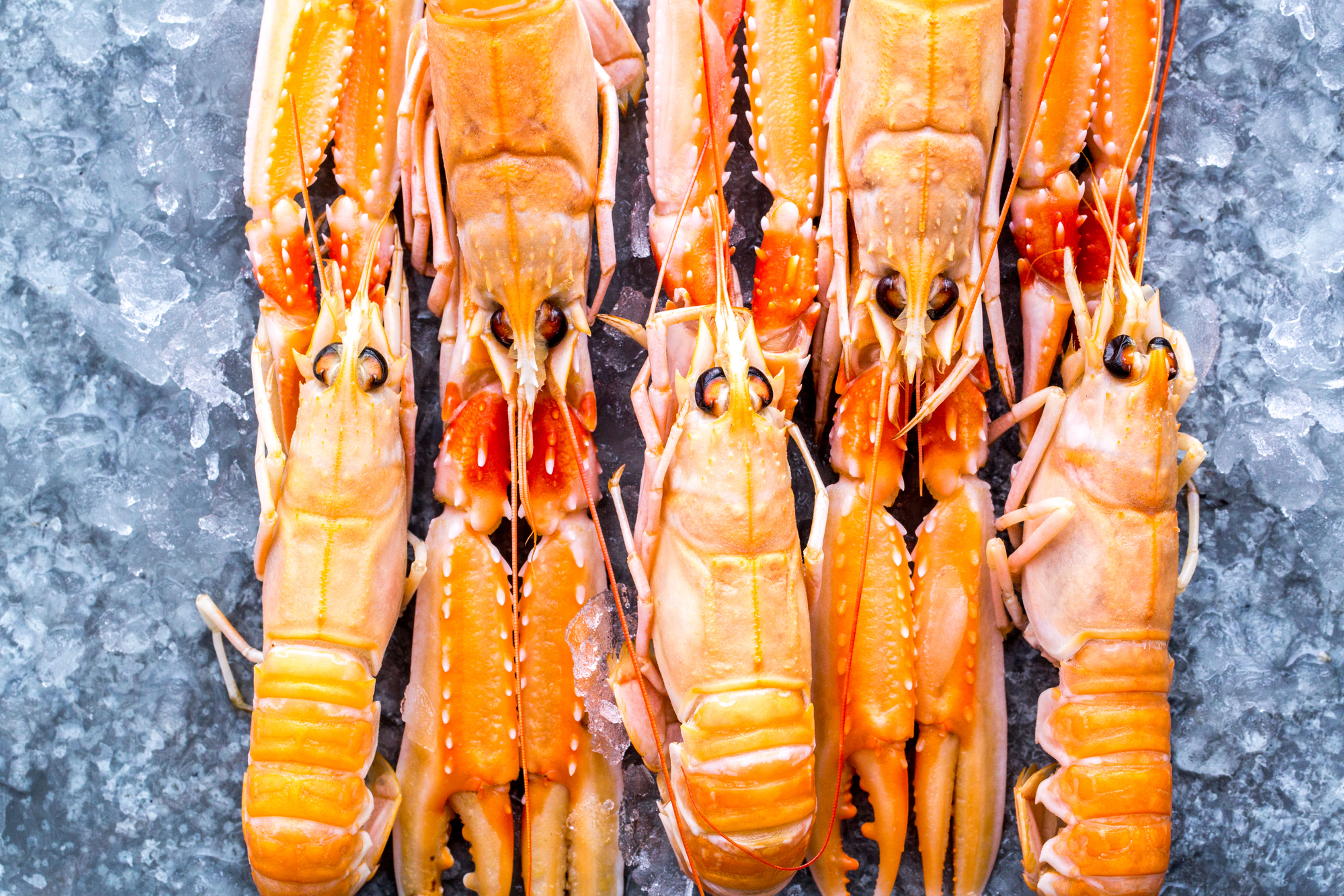 Langoustines XXL