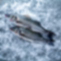 loup de mer farmed-9.jpg