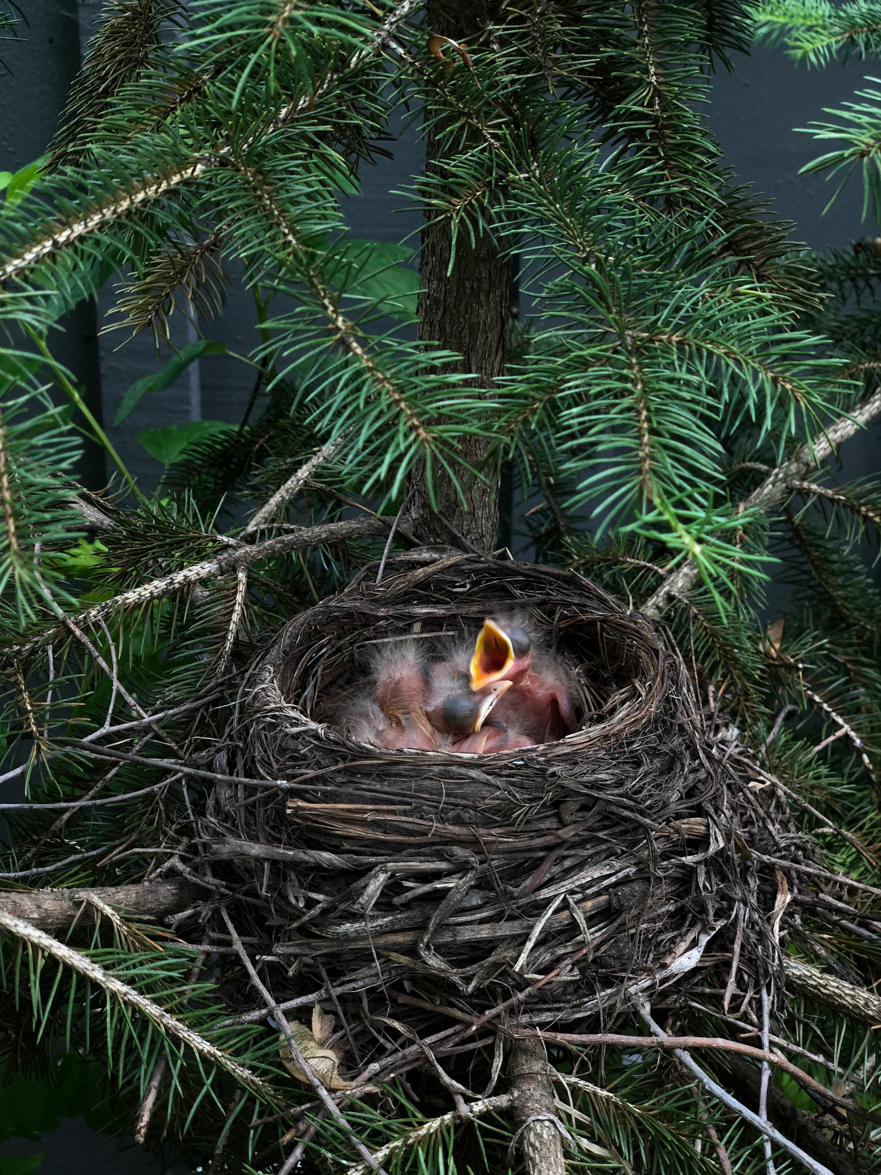 Baby birds nested in a tree