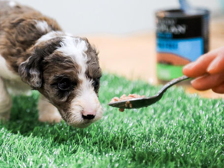 Here are the Easiest Types of Puppies to Take Care