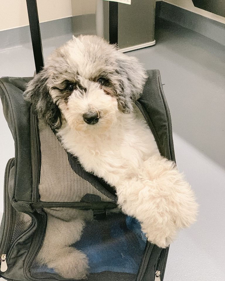 is it safe to fly a puppy on a plane