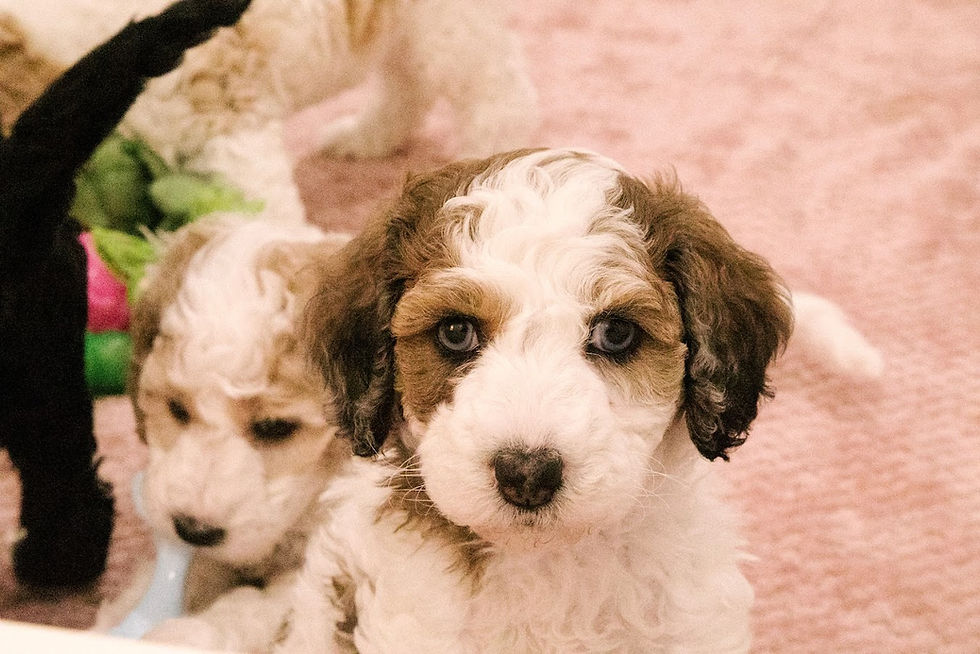 two brown and white goldendoodle puppies sitting inside on a pink blanket