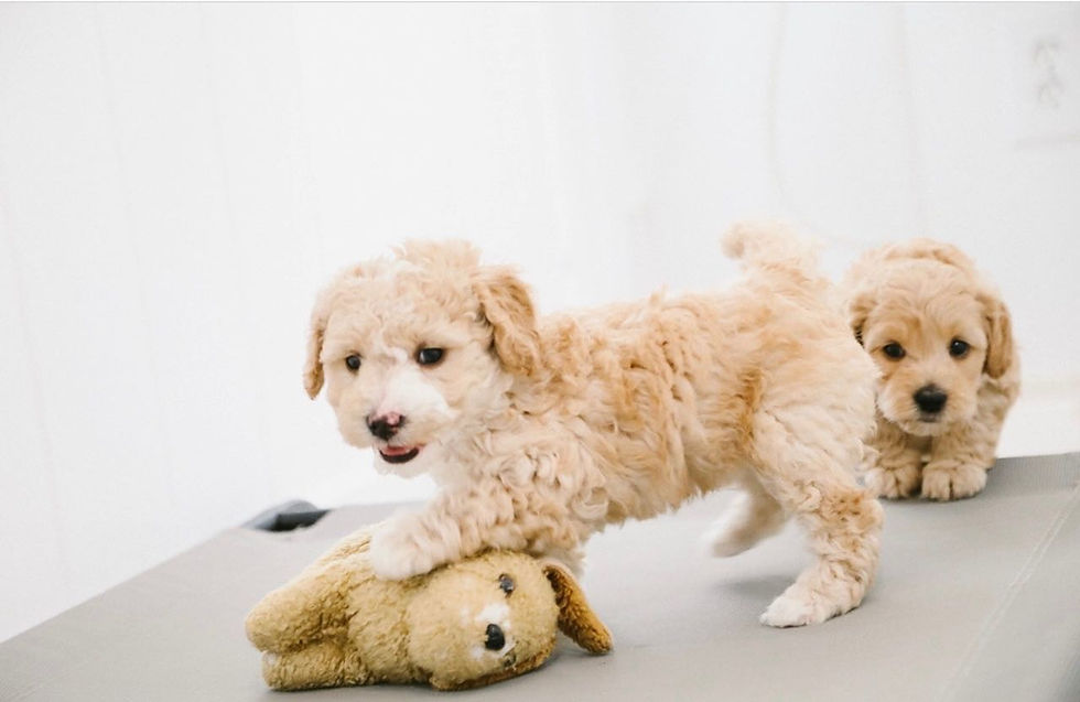 how to survive hurricane season with your dog