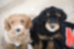 two medium bernedoodle puppies looking up at the camera indoors, one black and one brown