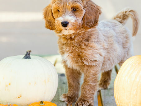 Do Dog Breeders Screen Puppy Buyers?