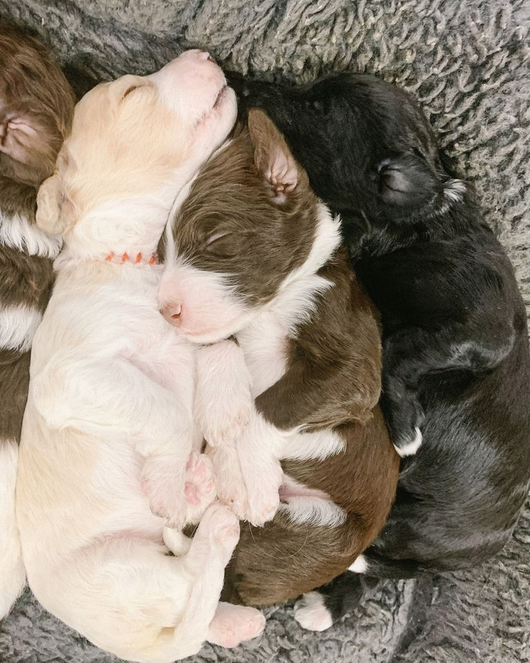 How Long Can a Puppy be Left Alone During the Day?