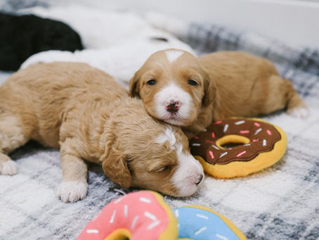 Why Do Breeders Require a Puppy Application?