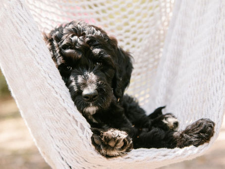 How Many Litters Can a Dog Legally Have? The Ethics of Breeding